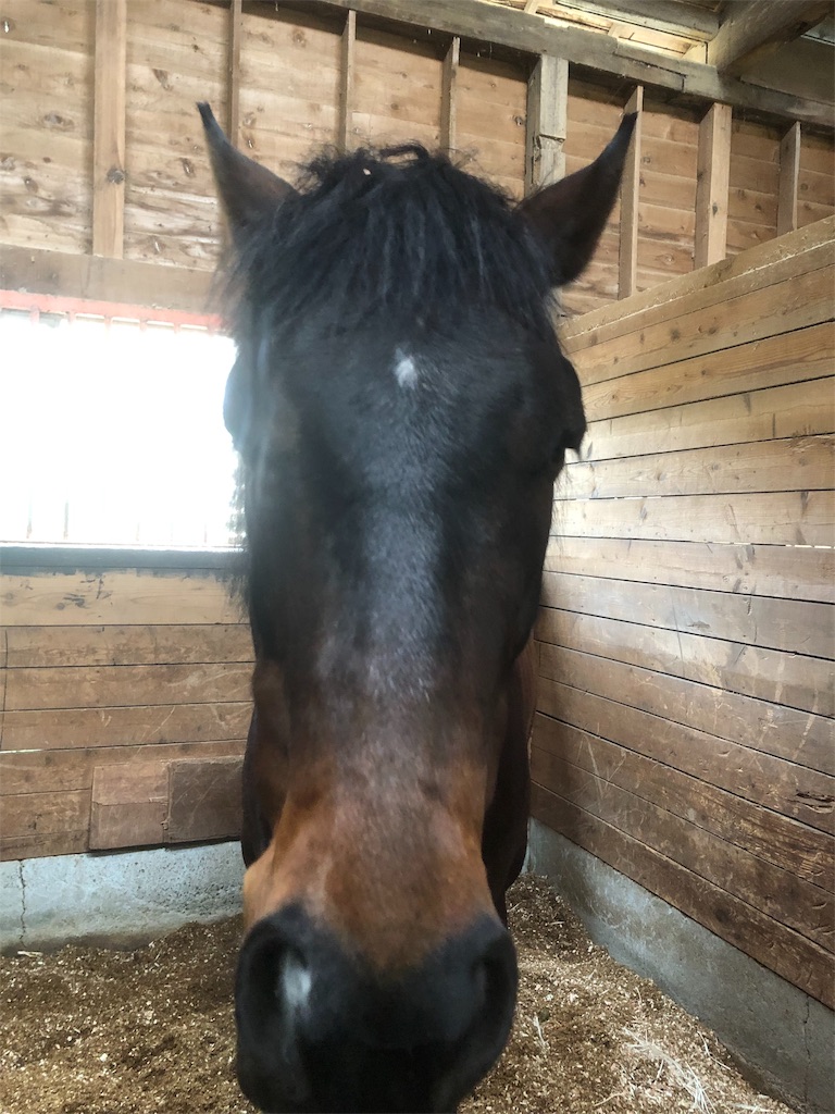 f:id:horserider73:20190330234901j:image