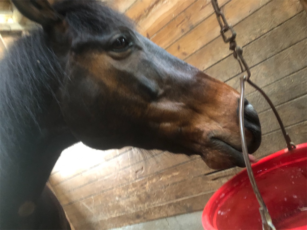f:id:horserider73:20190330234905j:image