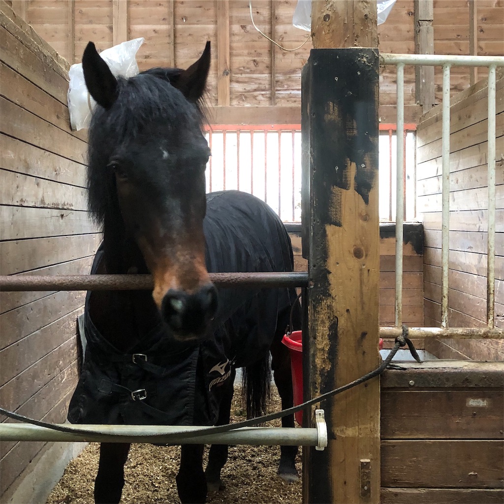 f:id:horserider73:20190402002555j:image