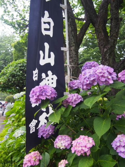 白山神社の紫陽花 文京あじさいまつりを前に なまくら茶屋日記