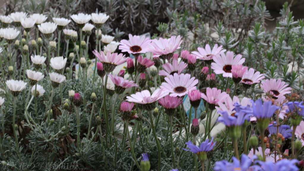 ブルーデージー ベランダの花part1 星と花の写真館blog