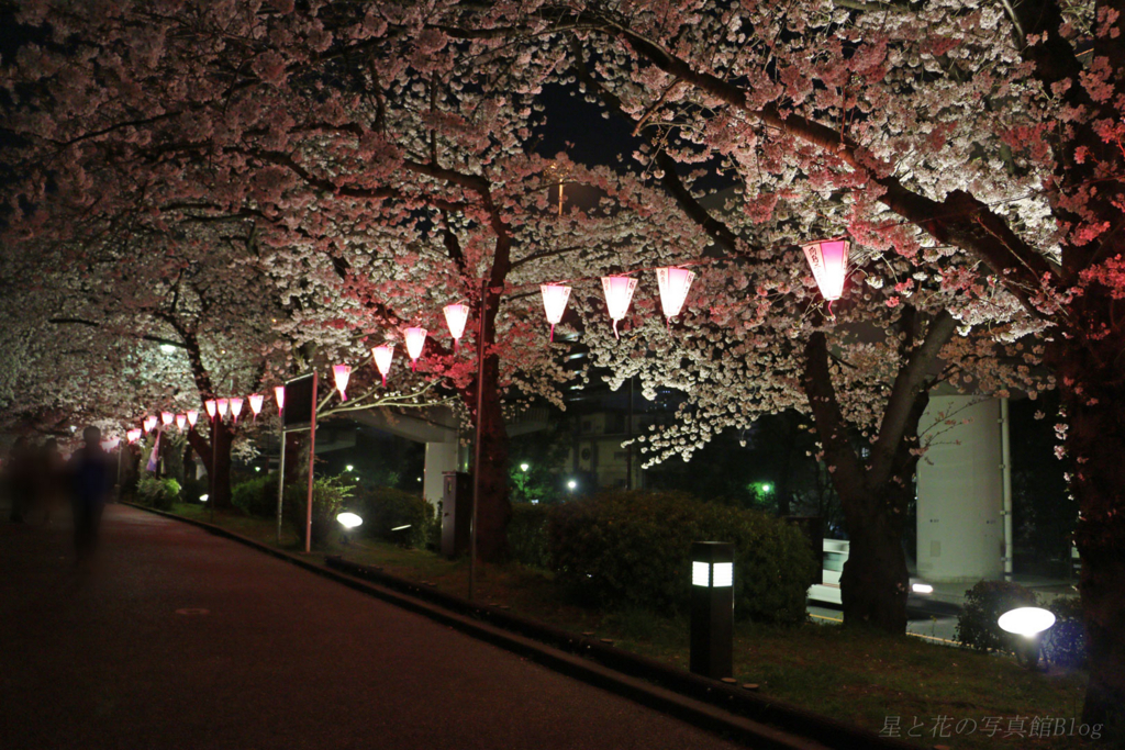 桜巡り18 隅田川と千鳥ヶ淵の夜桜 星と花の写真館blog