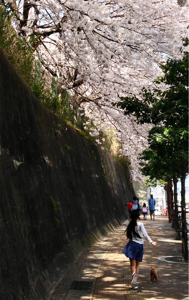 f:id:hoshico2525:20250330085310j:image