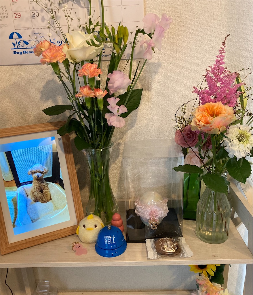 f:id:hoshico2525:20260323113450j:image