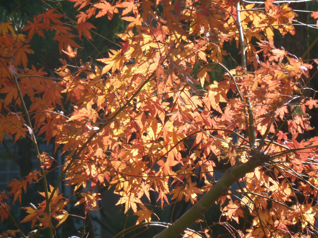 f:id:hoshidesign:20121210132750j:image:w640