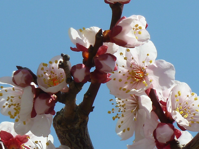 f:id:hoshidesign:20130305125531j:image:w640