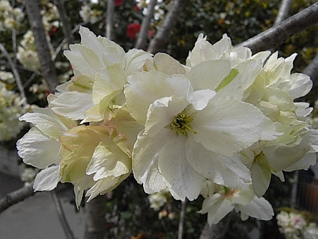 f:id:hoshidesign:20140413121525j:image:w640