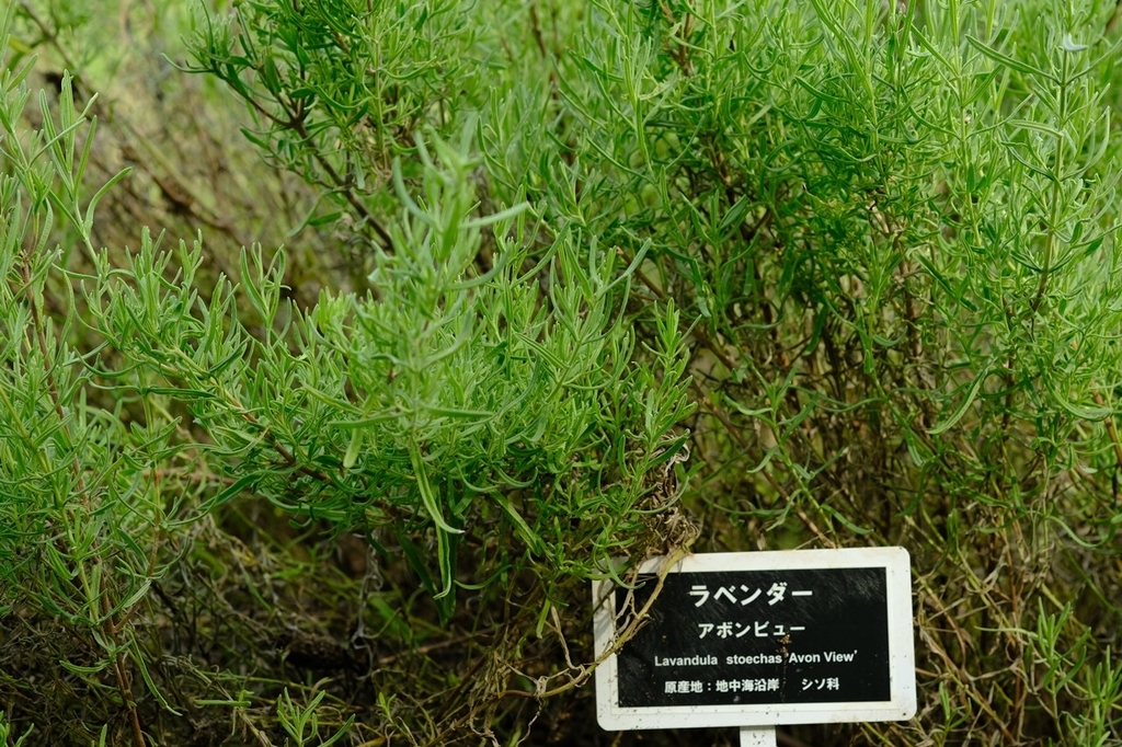 f:id:hoshikagechang:20190913195553j:plain f:id:hoshikagechang:20190913195553j:plain