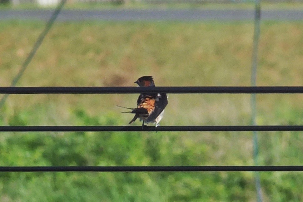 f:id:hoshikakera:20210128183145j:plain