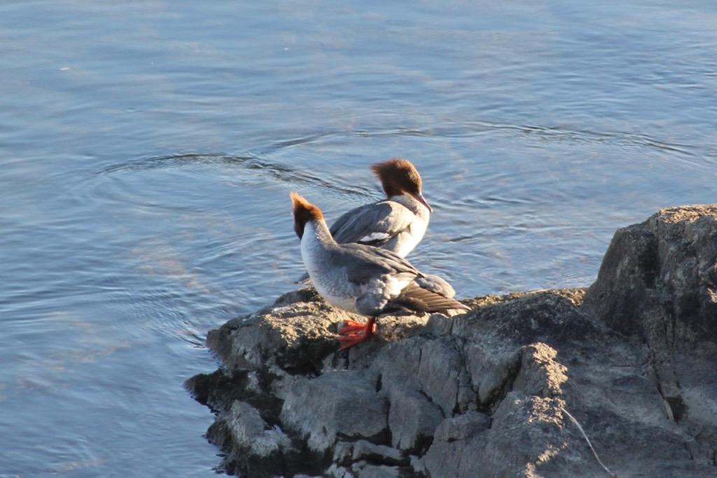 f:id:hoshikakera:20210129184452j:plain