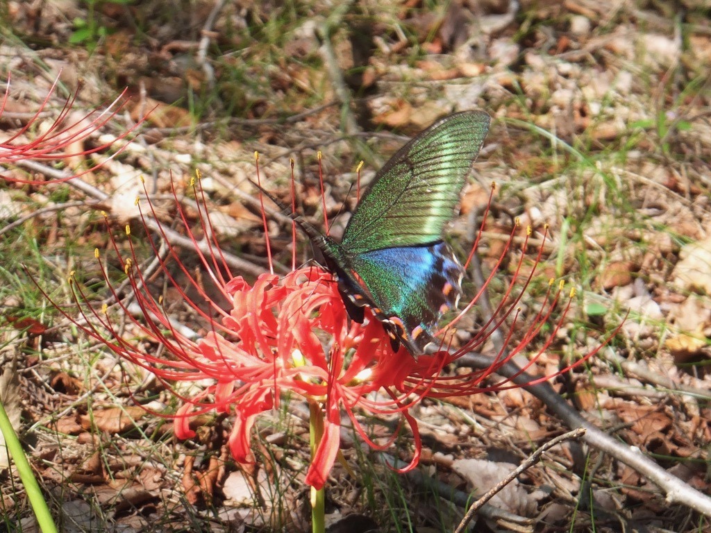 f:id:hoshikakera:20210129191306j:plain