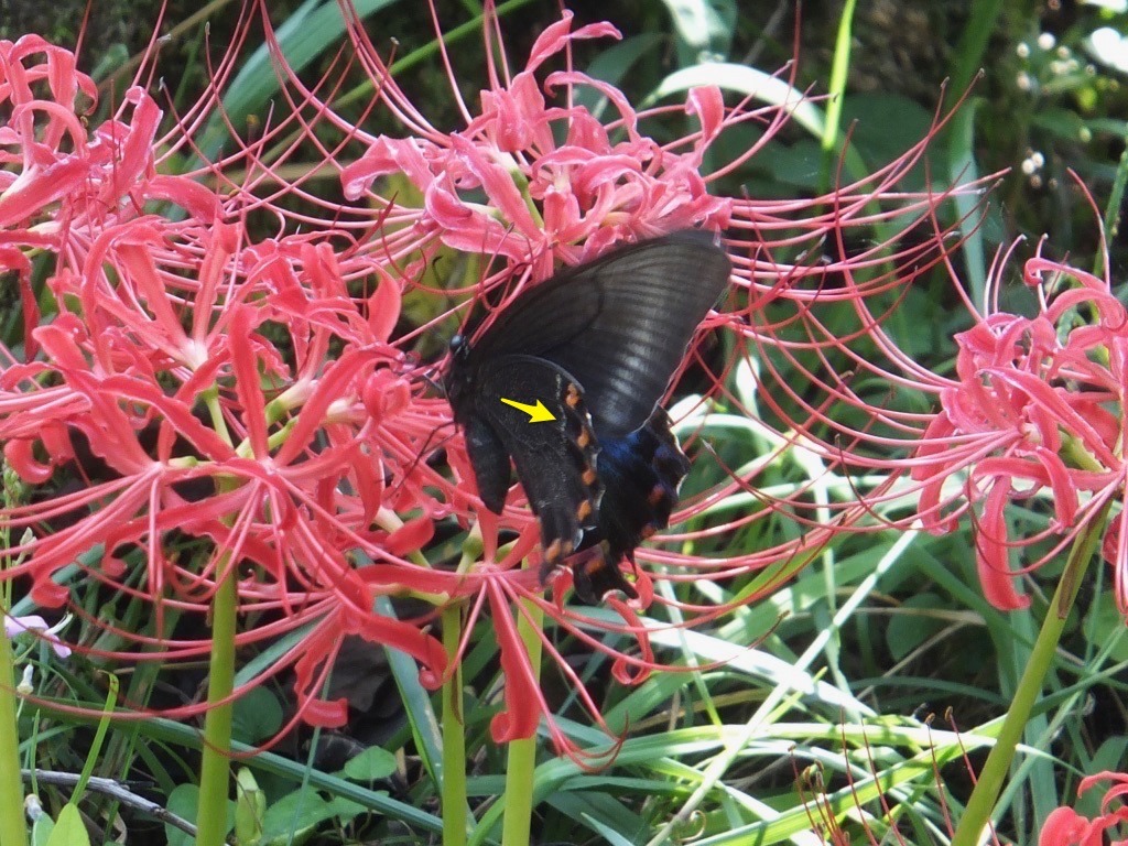 f:id:hoshikakera:20210129191318j:plain