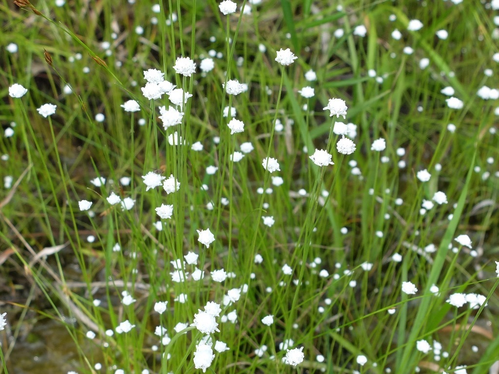 f:id:hoshikakera:20210129192135j:plain