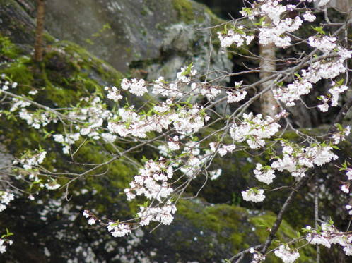 f:id:hoshikakera:20210130222459j:plain