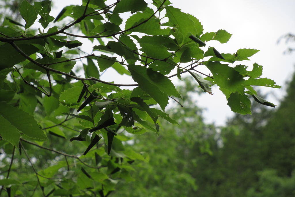 f:id:hoshikakera:20210515180719j:plain