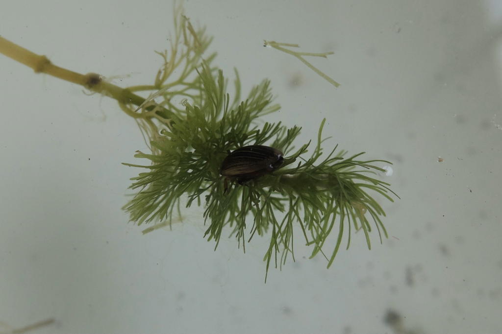 f:id:hoshikakera:20210612093411j:plain