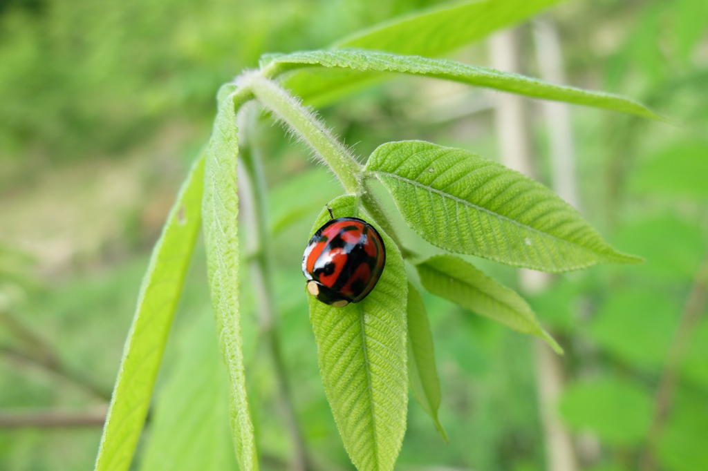 f:id:hoshikakera:20210613120740j:plain