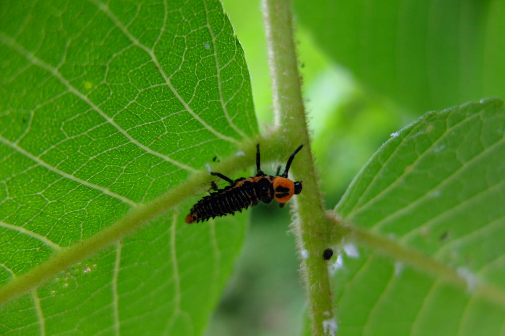 f:id:hoshikakera:20210613120744j:plain