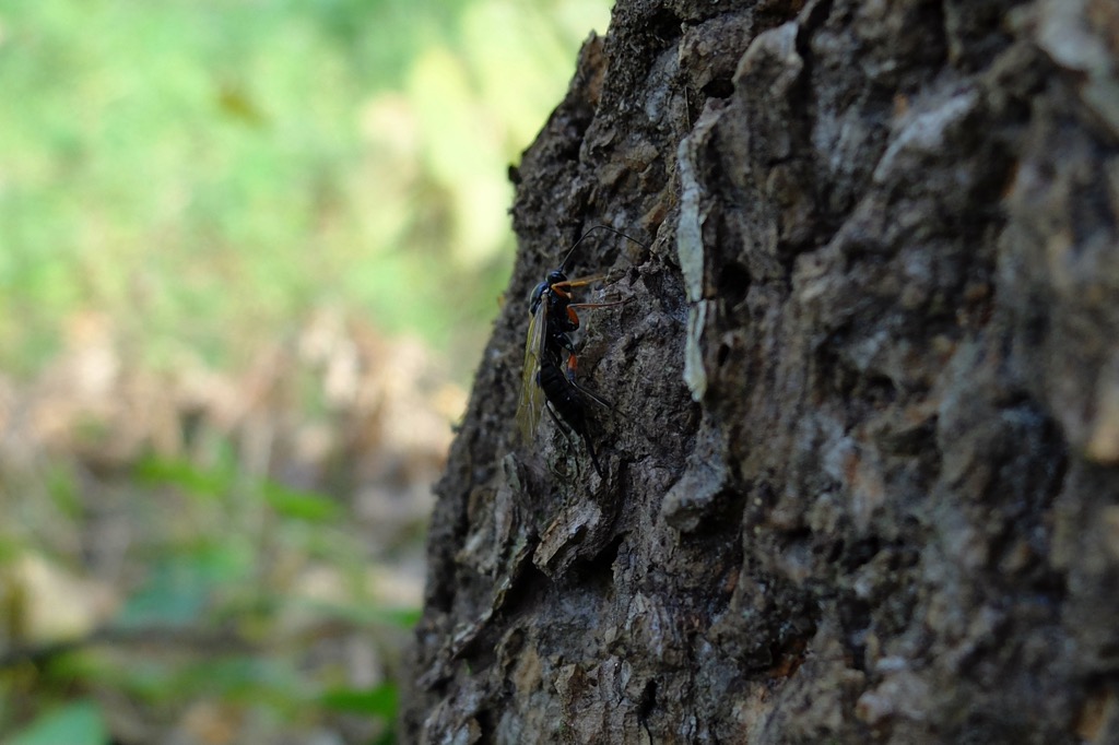 f:id:hoshikakera:20211031162620j:plain