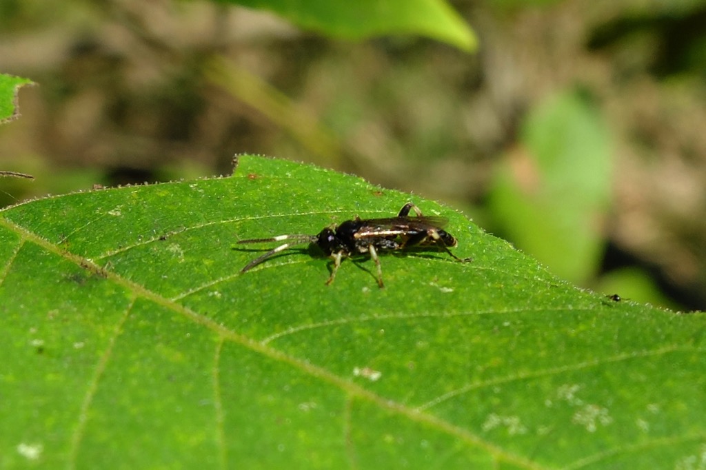 f:id:hoshikakera:20211031162623j:plain