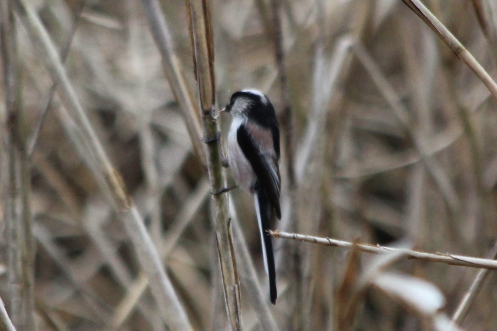 f:id:hoshikakera:20220121161305j:plain