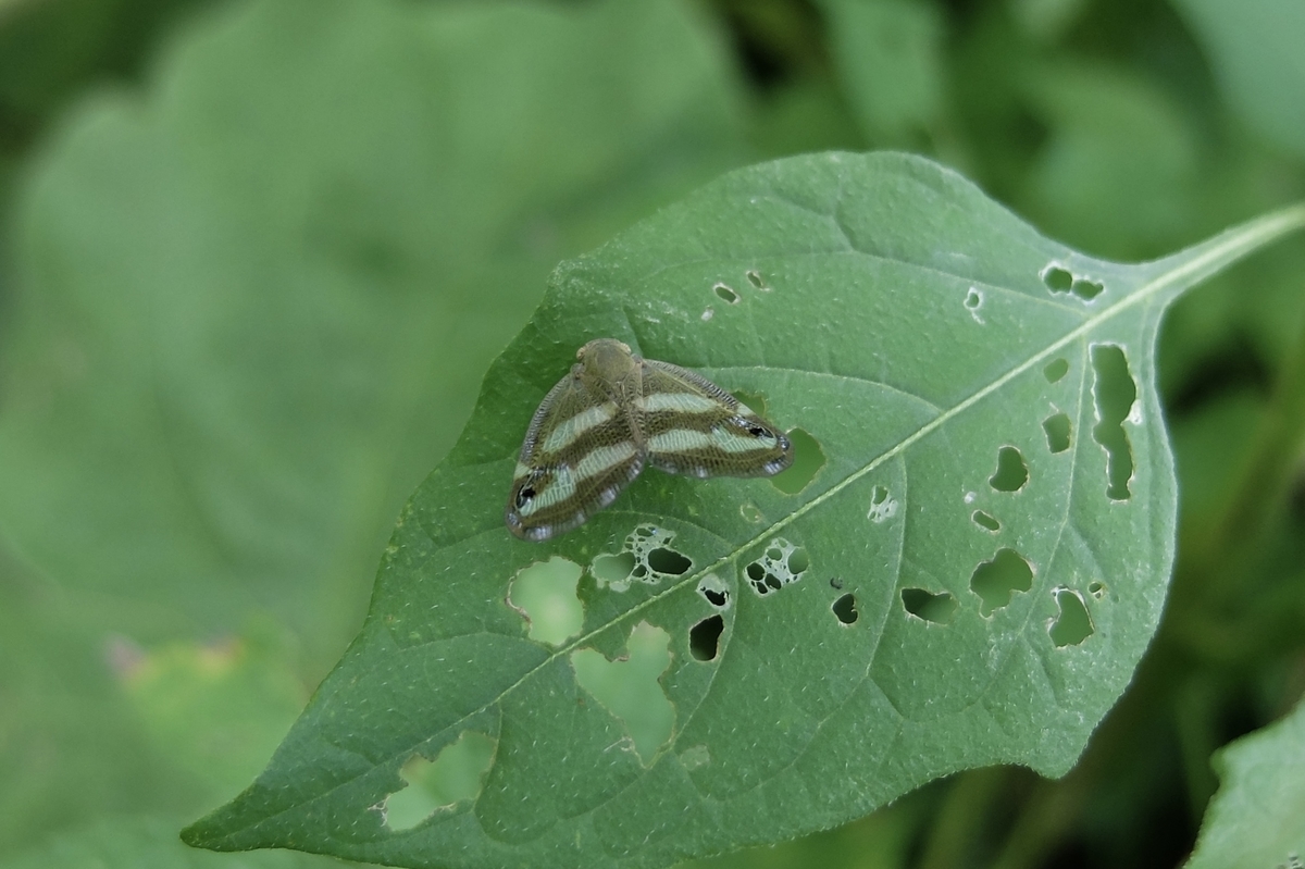綿毛をまとった虫たち ベッコウハゴロモ アオバハゴロモ エノキワタアブラムシ 星のかけら ブログ