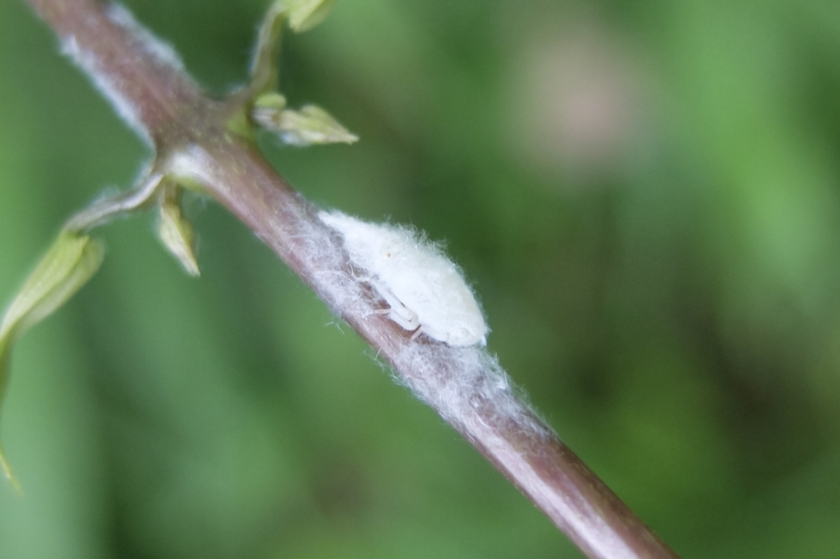 綿毛をまとった虫たち ベッコウハゴロモ アオバハゴロモ エノキワタアブラムシ 星のかけら ブログ