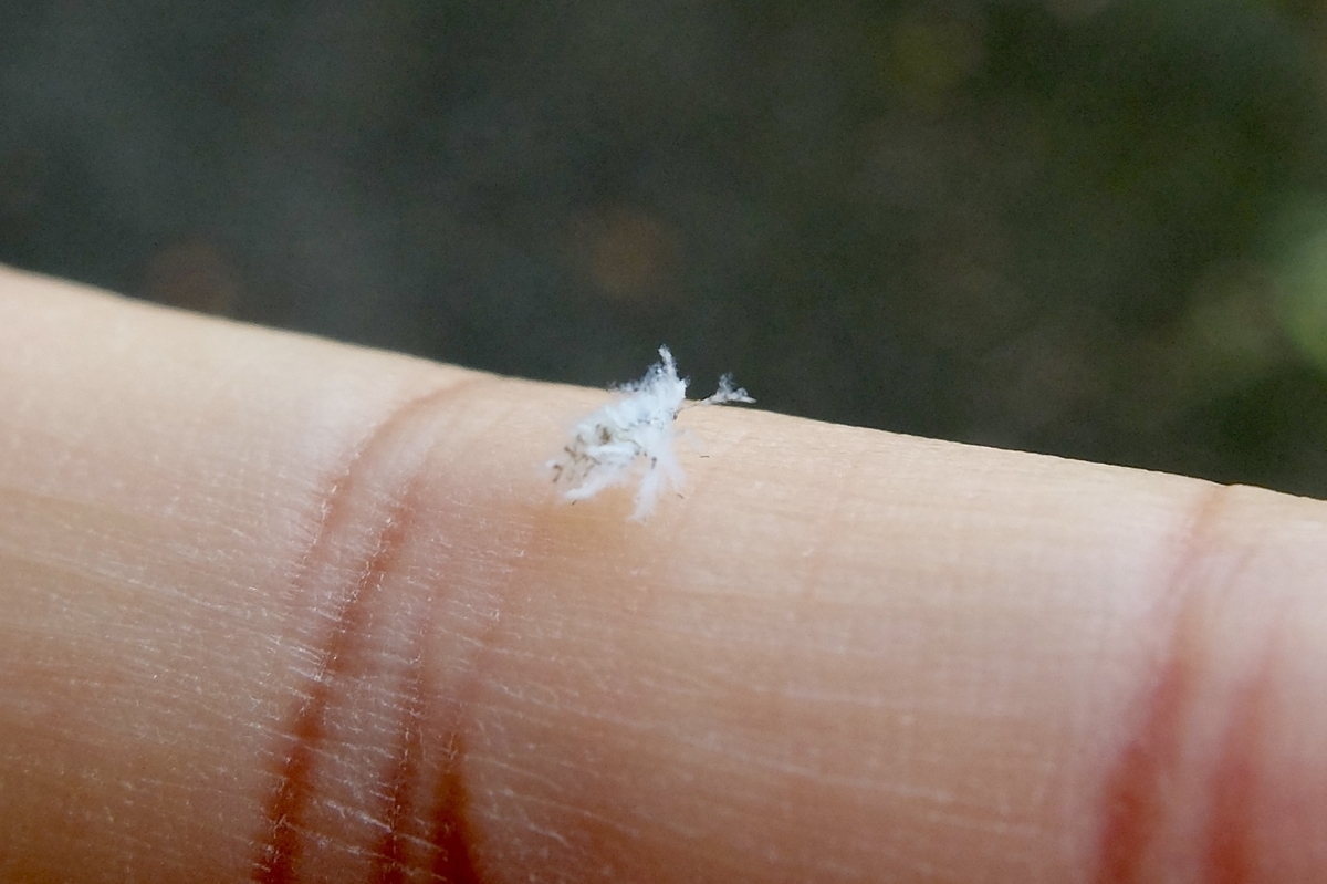 綿毛をまとった虫たち ベッコウハゴロモ アオバハゴロモ エノキワタアブラムシ 星のかけら ブログ