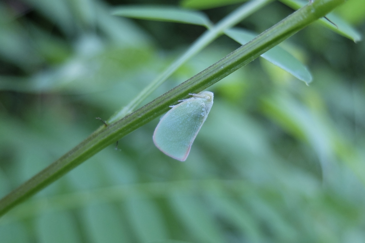 綿毛をまとった虫たち ベッコウハゴロモ アオバハゴロモ エノキワタアブラムシ 星のかけら ブログ