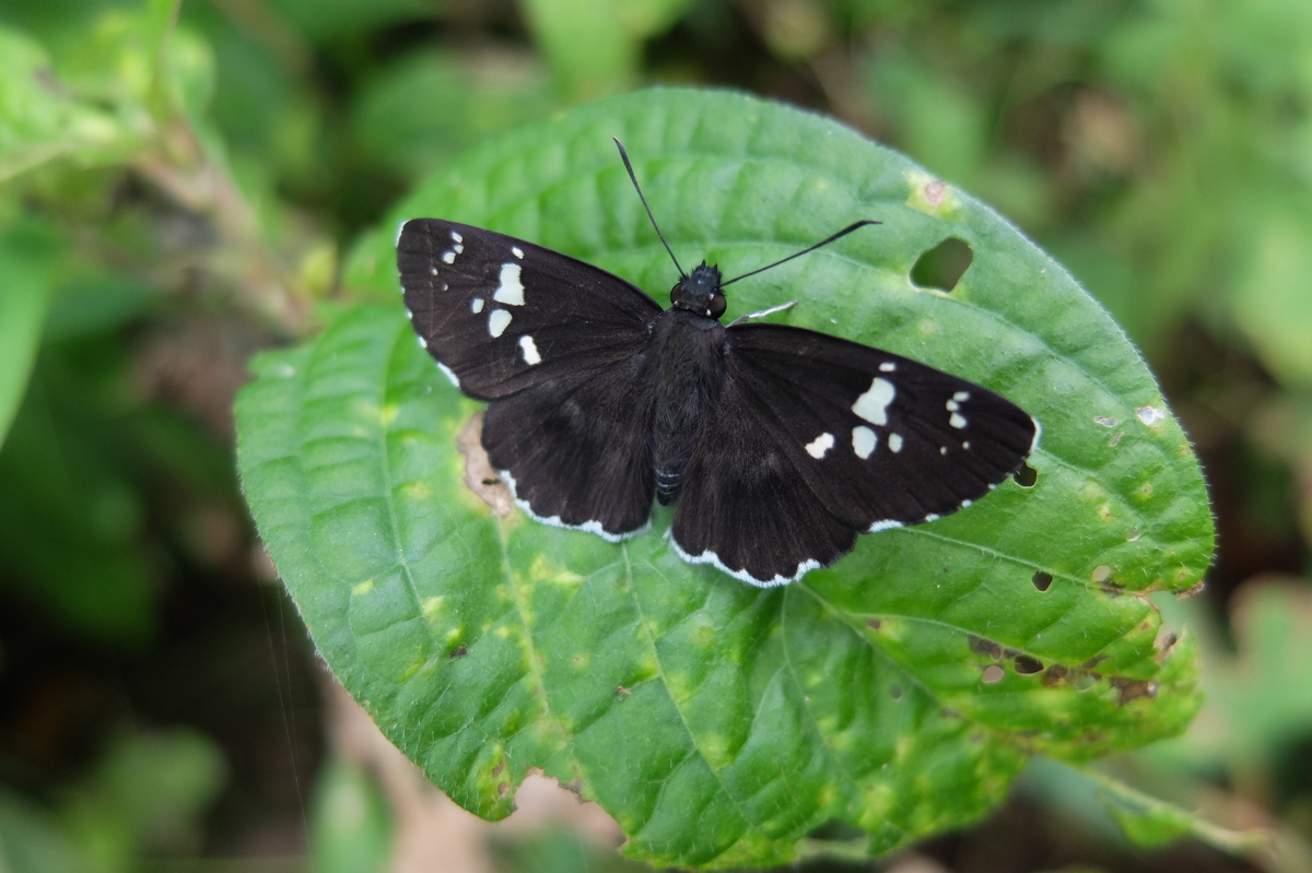 季節の変わり目 ダイミョウセセリ キマダラセセリ オオチャバネセセリ チャバネセセリ イチモンジセセリ 星のかけら ブログ