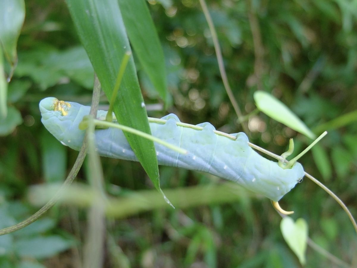 芋虫って意外にお茶目 キイロスズメ 星のかけら ブログ