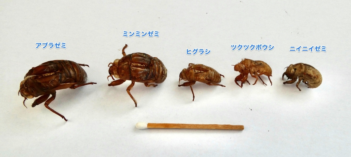 大人の自由研究〜セミの抜け殻集め - 星のかけら ブログ