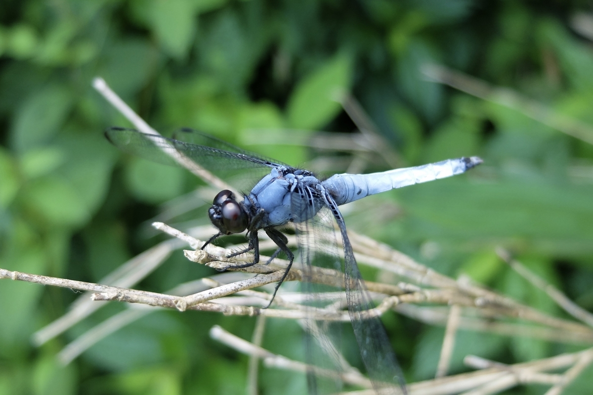 トンボの眼鏡〜シオカラトンボ、オオシオカラトンボ - 星のかけら ブログ