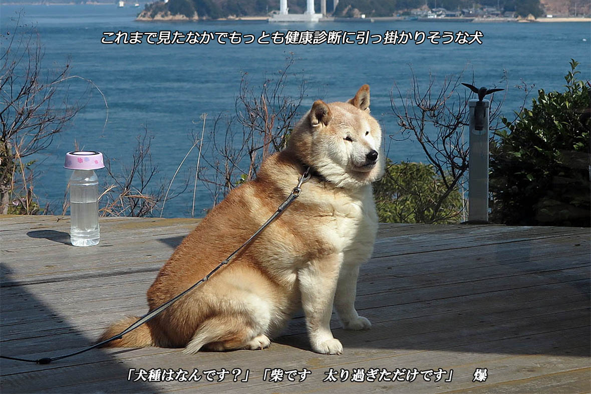 f:id:hoshikubi:20191104042510j:plain