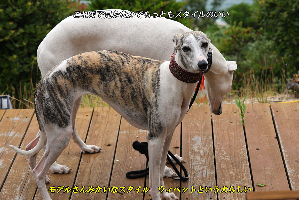 f:id:hoshikubi:20191104042535j:plain