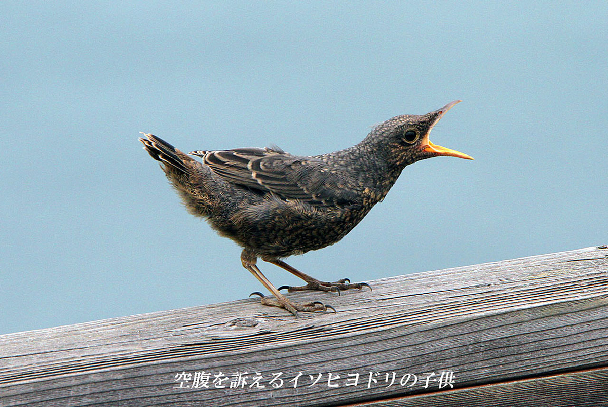 f:id:hoshikubi:20191130044146j:plain