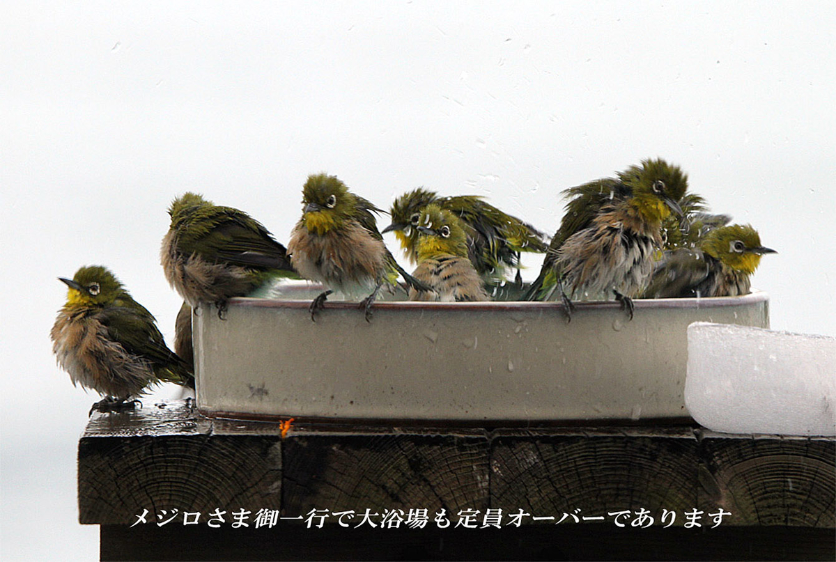 f:id:hoshikubi:20191202060637j:plain