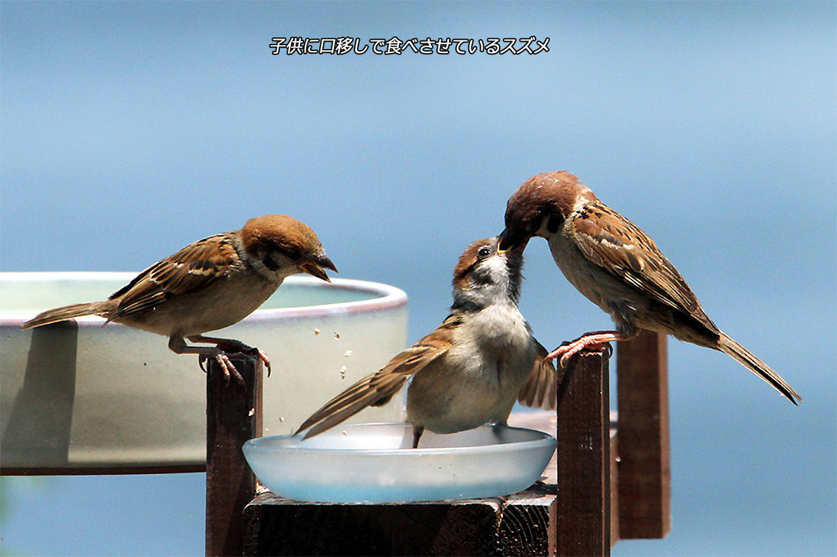 f:id:hoshikubi:20191203063029j:plain f:id:hoshikubi:20191203063029j:plain