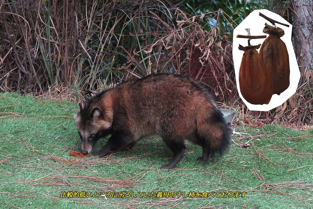 f:id:hoshikubi:20191204051043j:plain f:id:hoshikubi:20191204051043j:plain