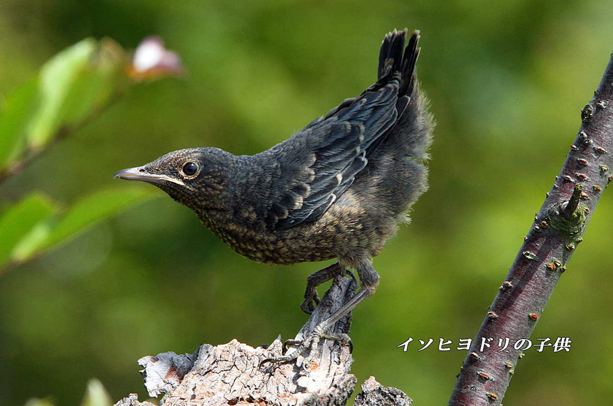 f:id:hoshikubi:20191207052859j:plain f:id:hoshikubi:20191207052859j:plain