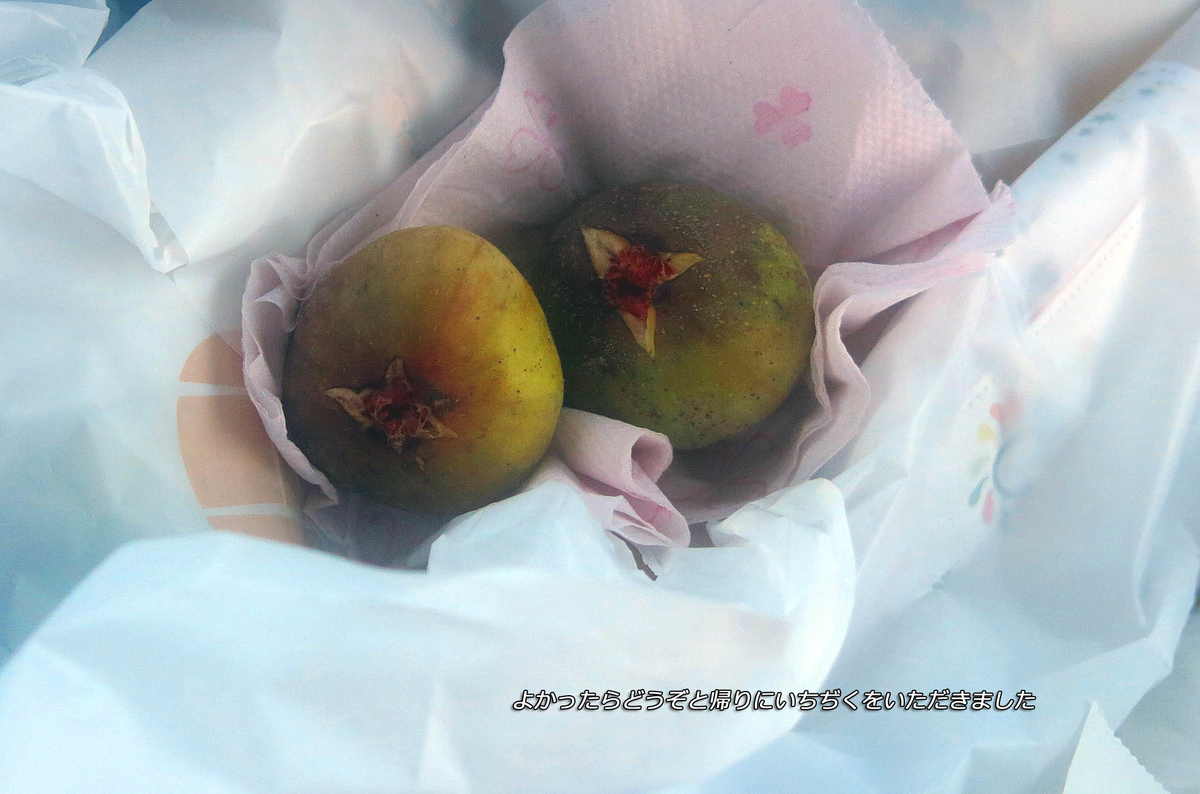 f:id:hoshikubi:20210105044545j:plain
