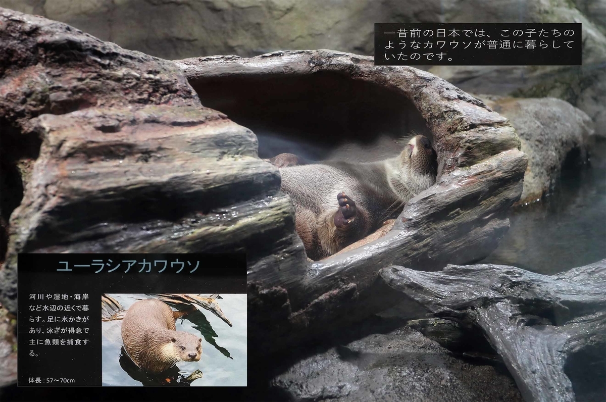 f:id:hoshikubi:20211222044406j:plain