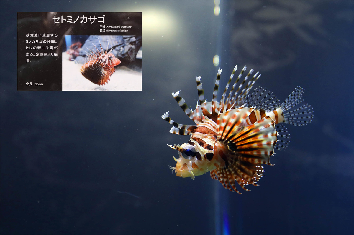 f:id:hoshikubi:20211222044435j:plain