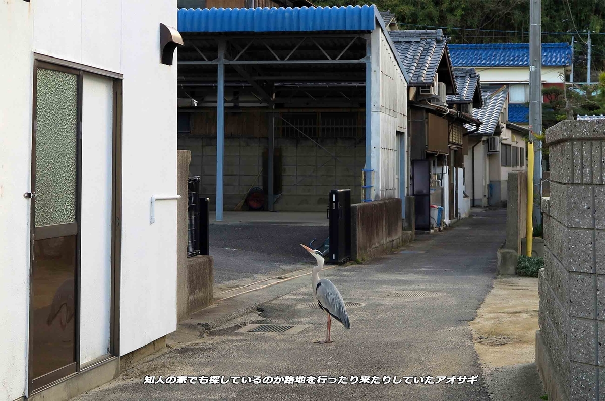 f:id:hoshikubi:20220328053218j:plain