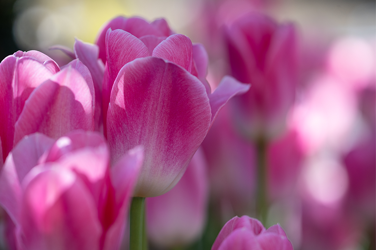 ピンクのチューリップ