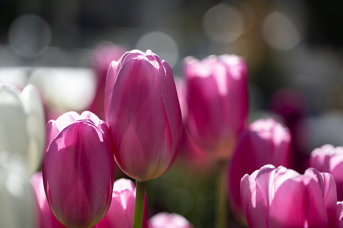 ピンクのチューリップ