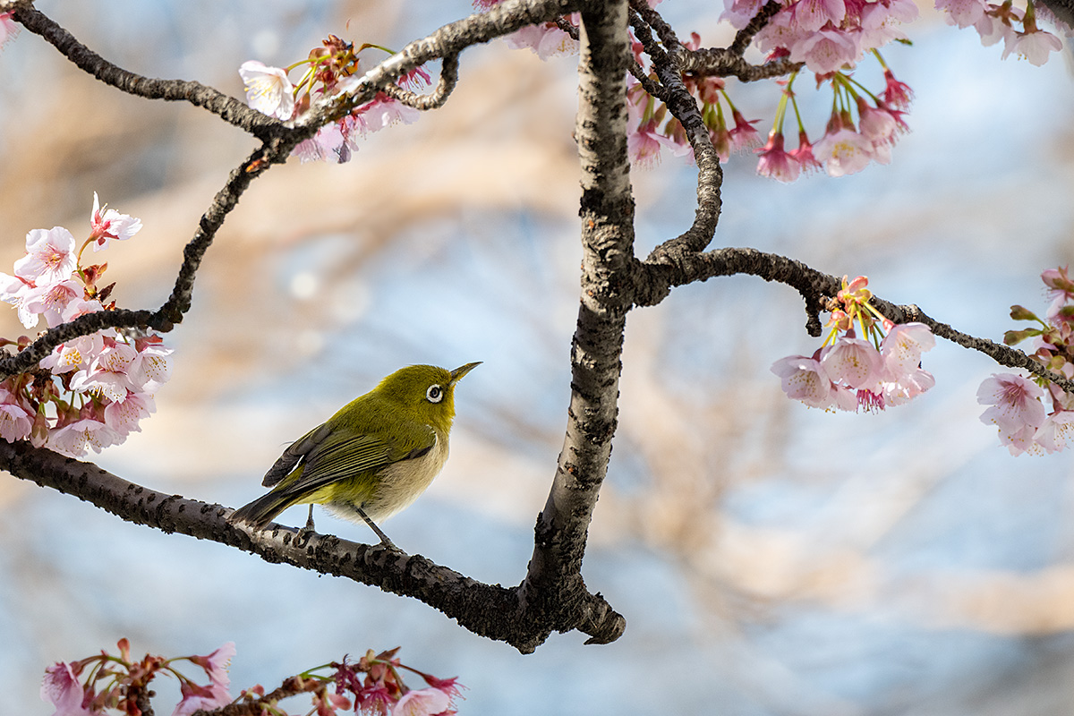 河津桜にメジロ