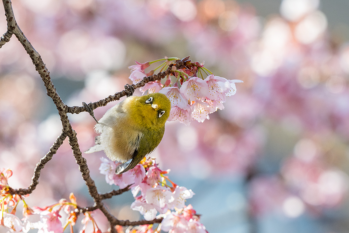 河津桜にメジロ