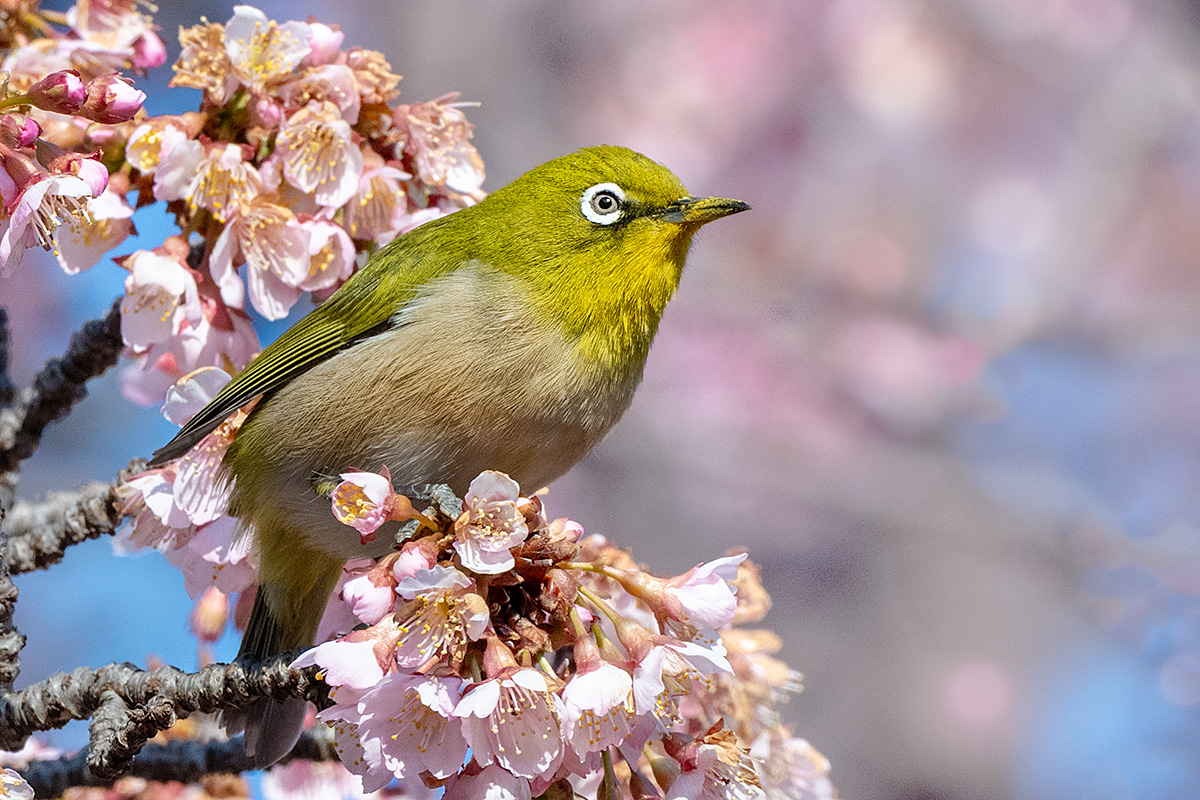 河津桜にメジロ