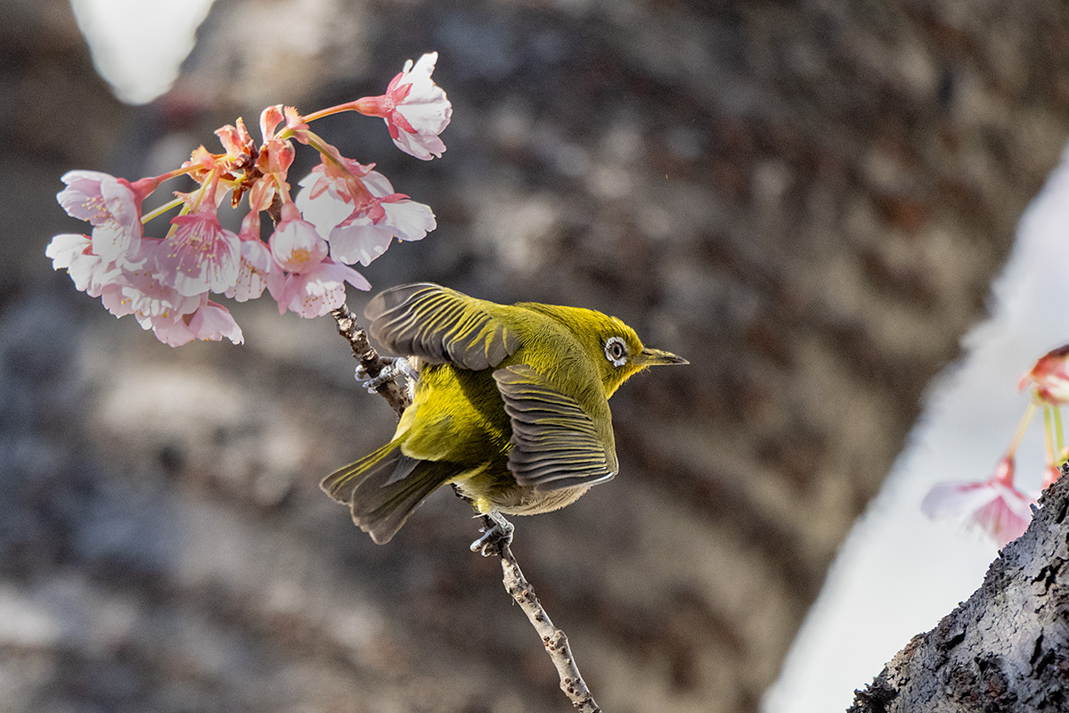 河津桜にメジロ